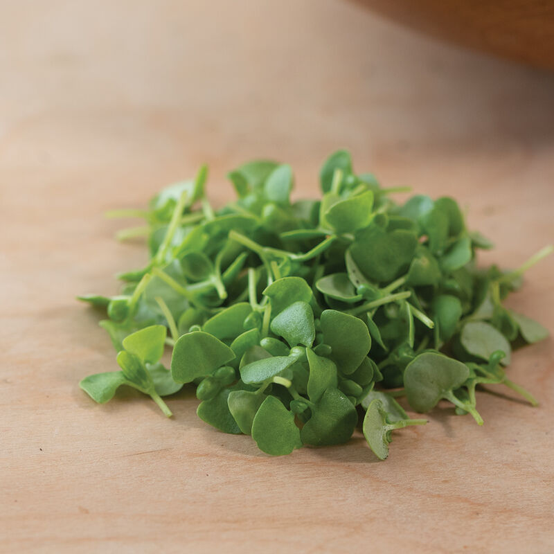 Micro Basil