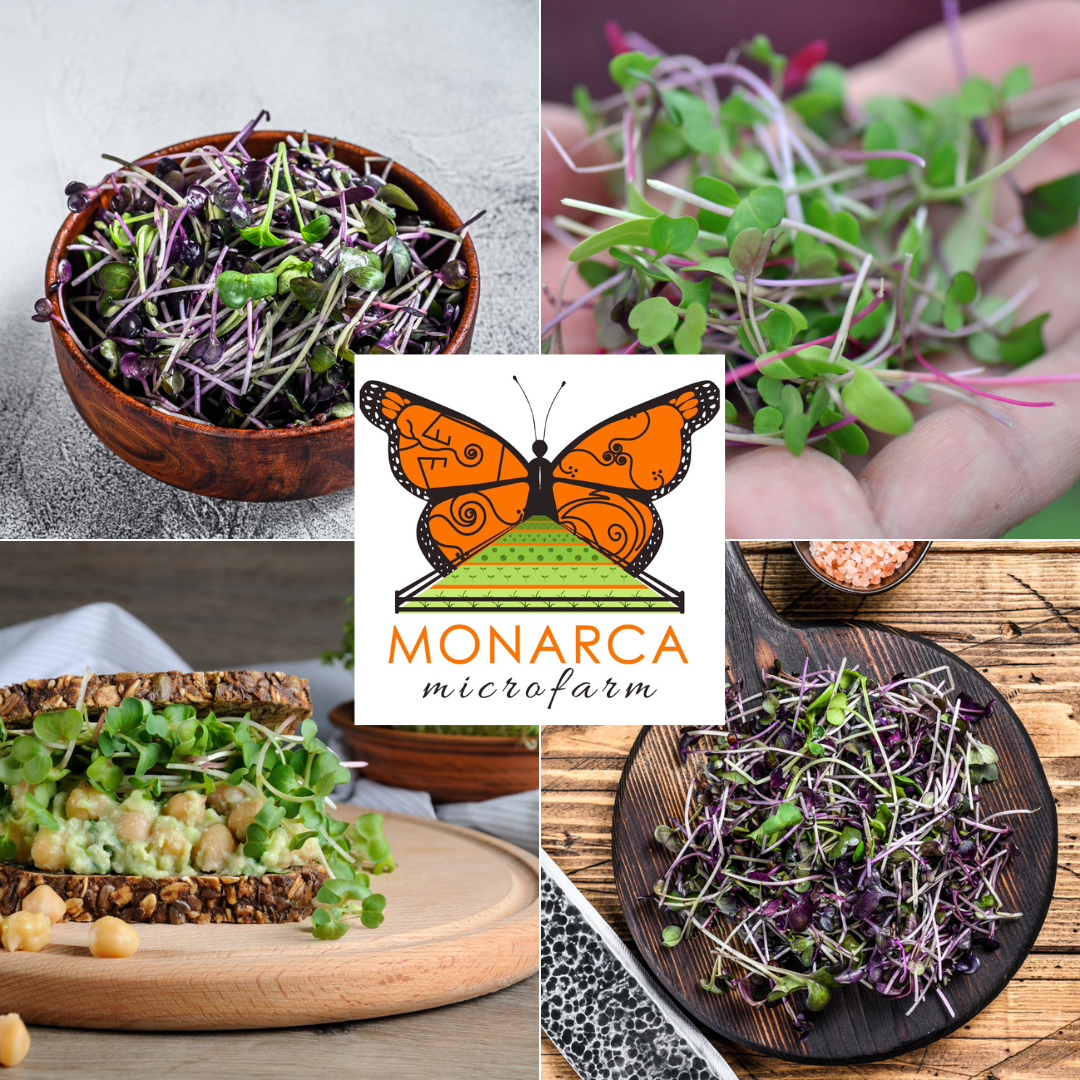 Microgreens frescos de Monarca Microfarm