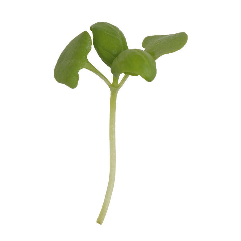 Micro Basil