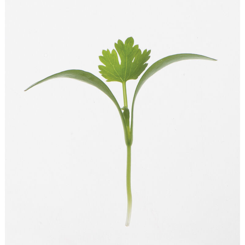 Micro Cilantro