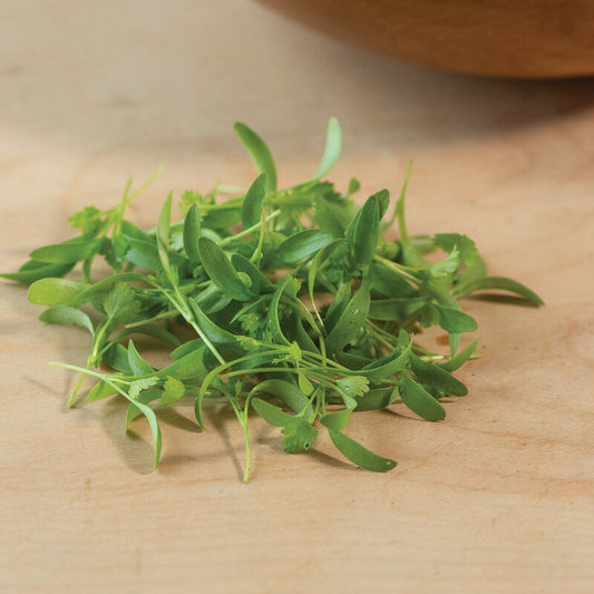 Micro Cilantro