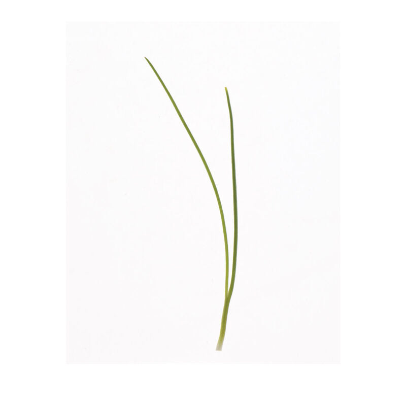 Micro Scallions
