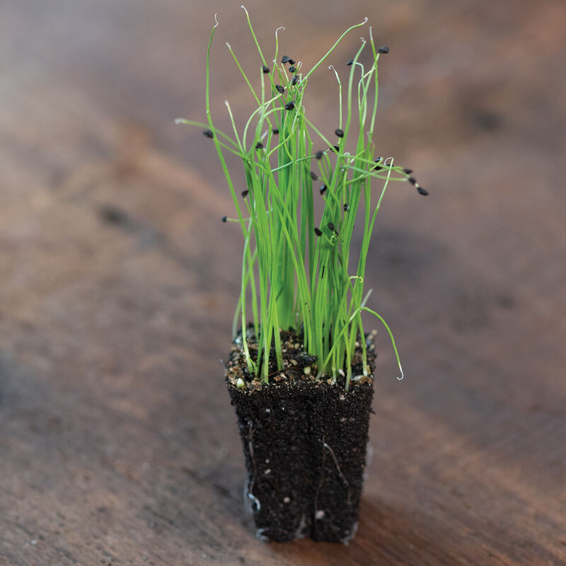 Micro Scallions