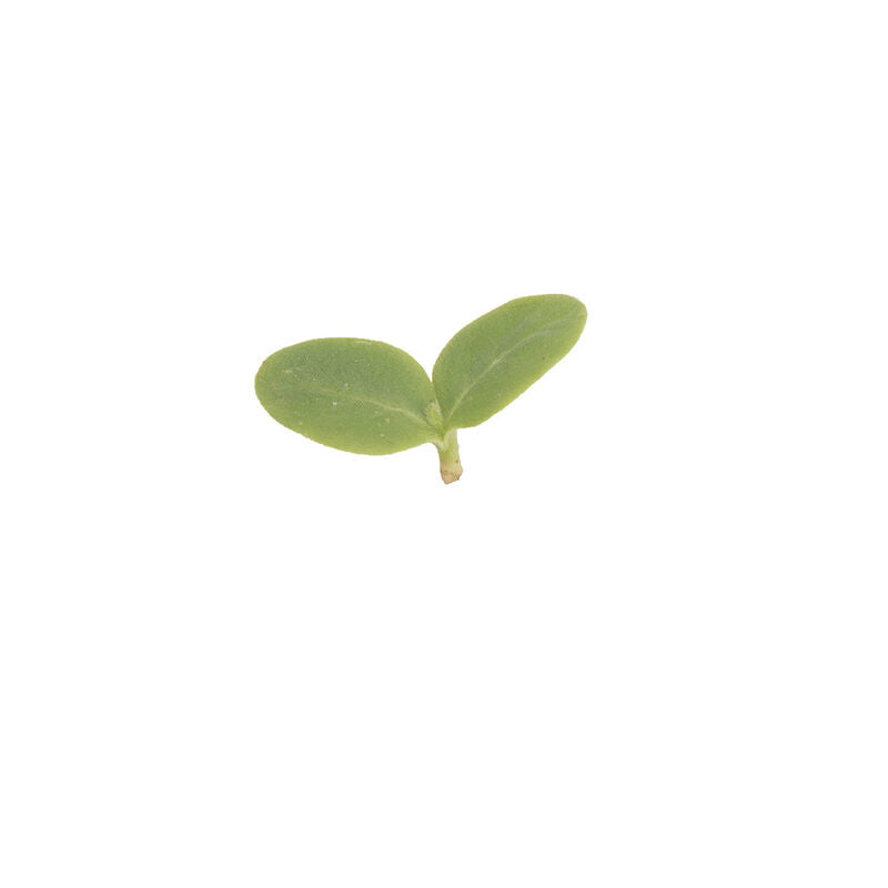 Micro Borage