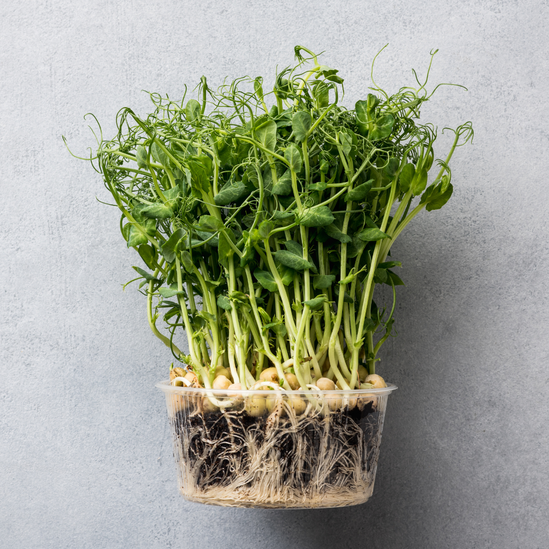 Pea Shoots