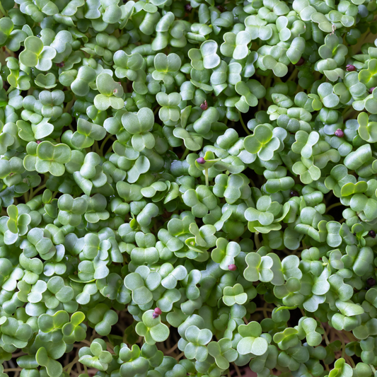 Broccoli