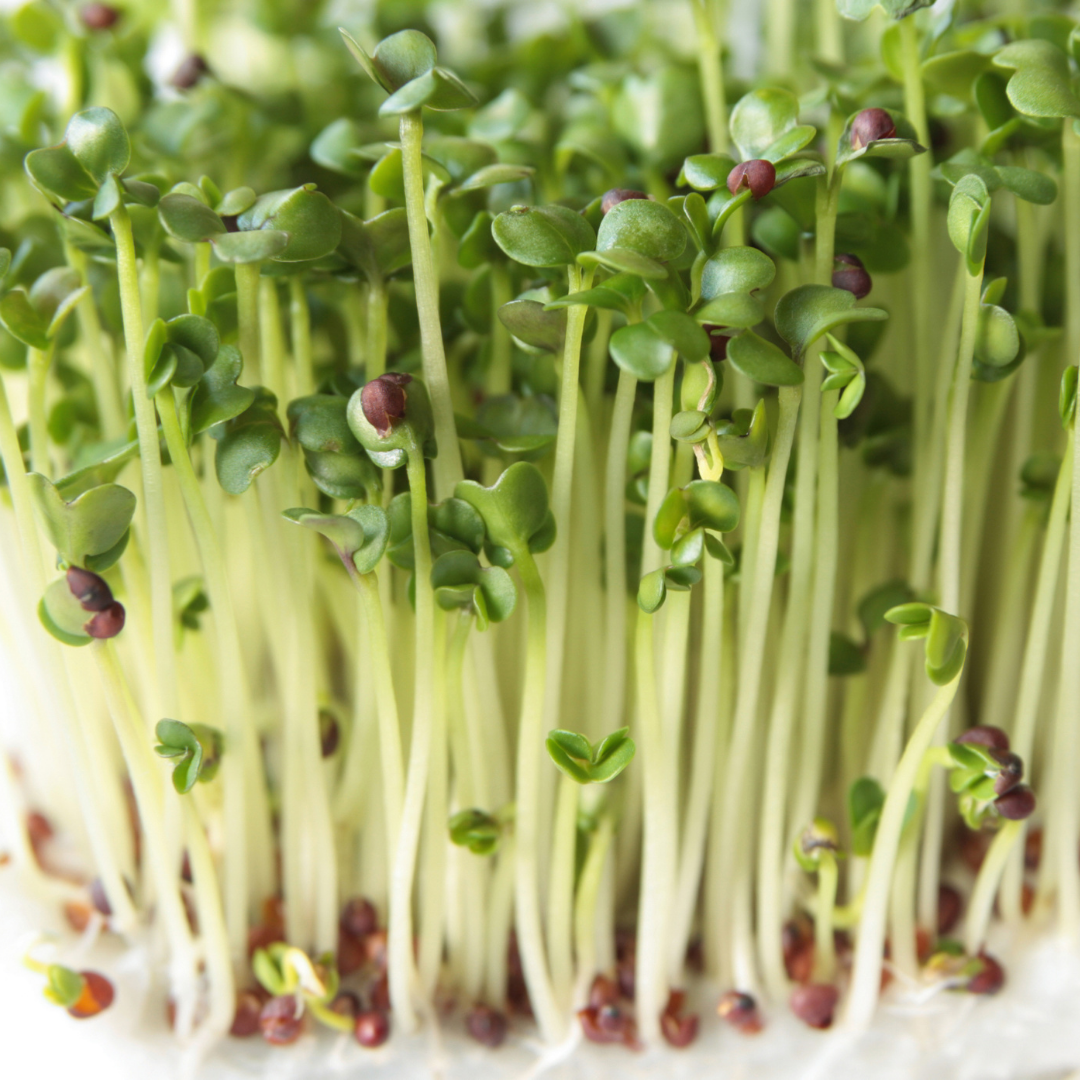 Broccoli