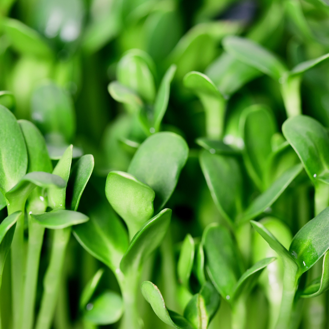 Sunflower Shoots