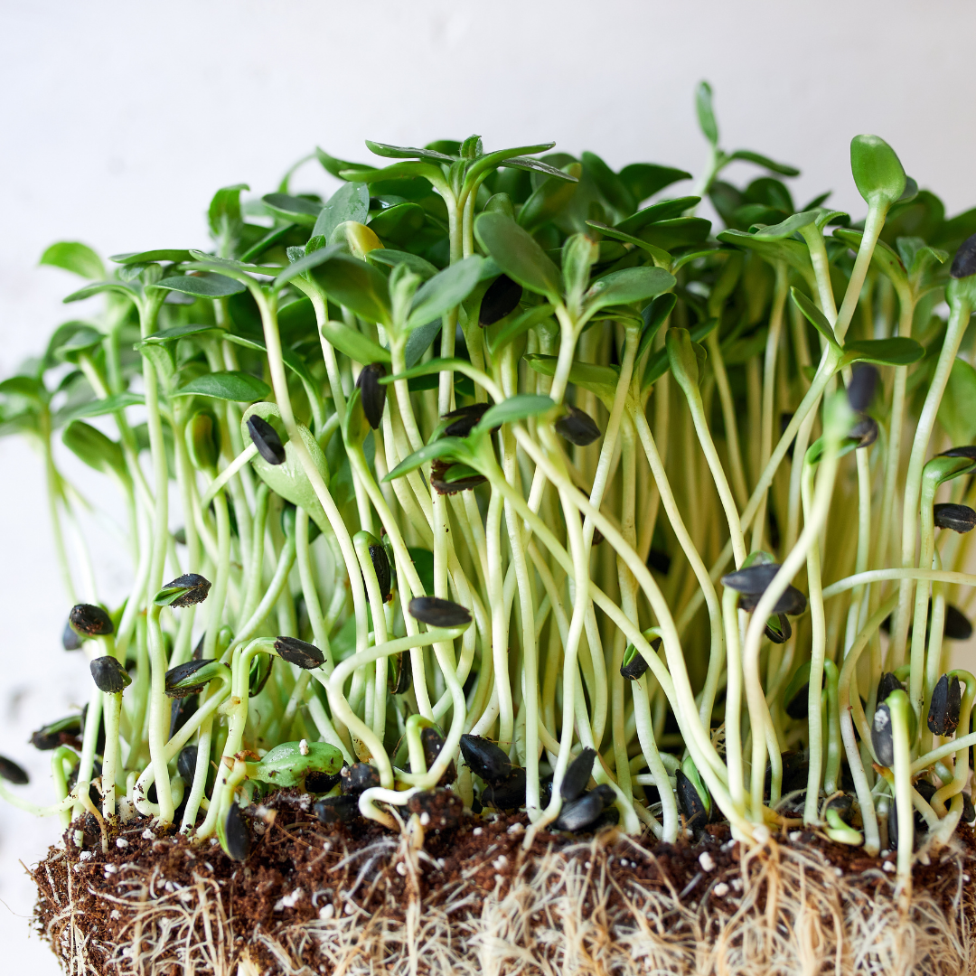 Sunflower Shoots