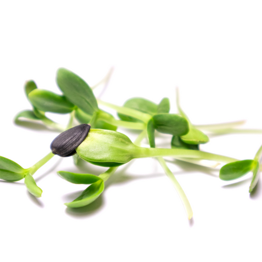 Sunflower Shoots