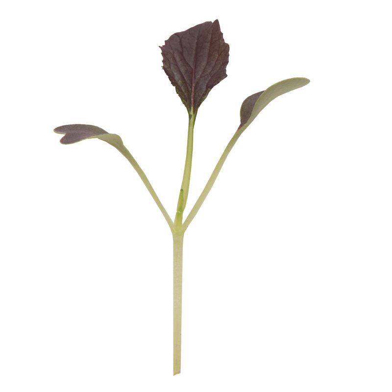 Red Mizuna