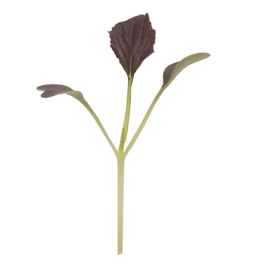 Red Mizuna