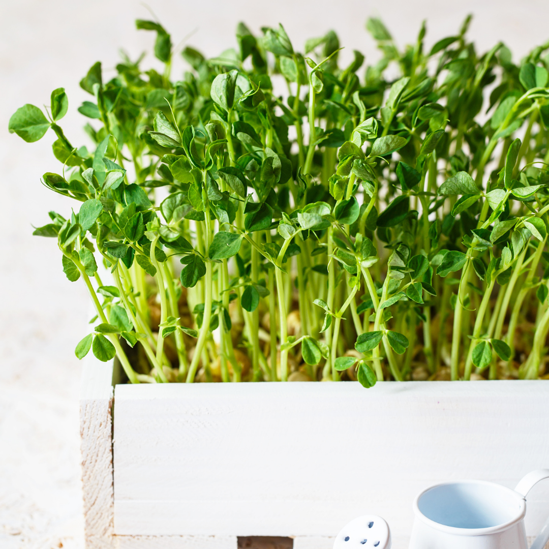 Pea Shoots