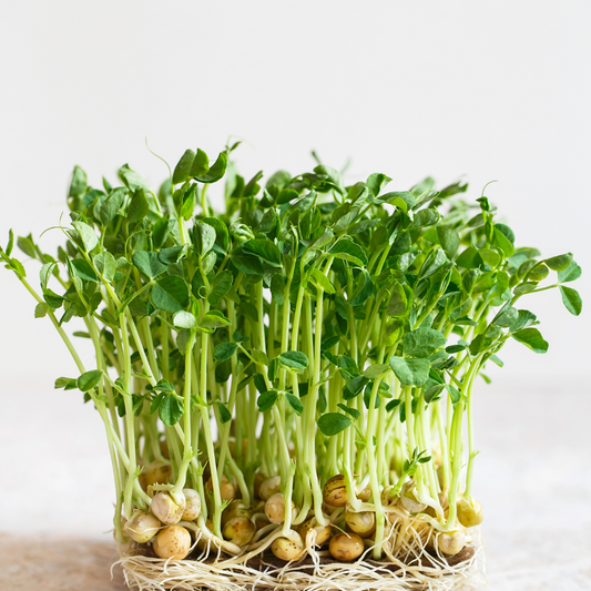 Pea Shoots