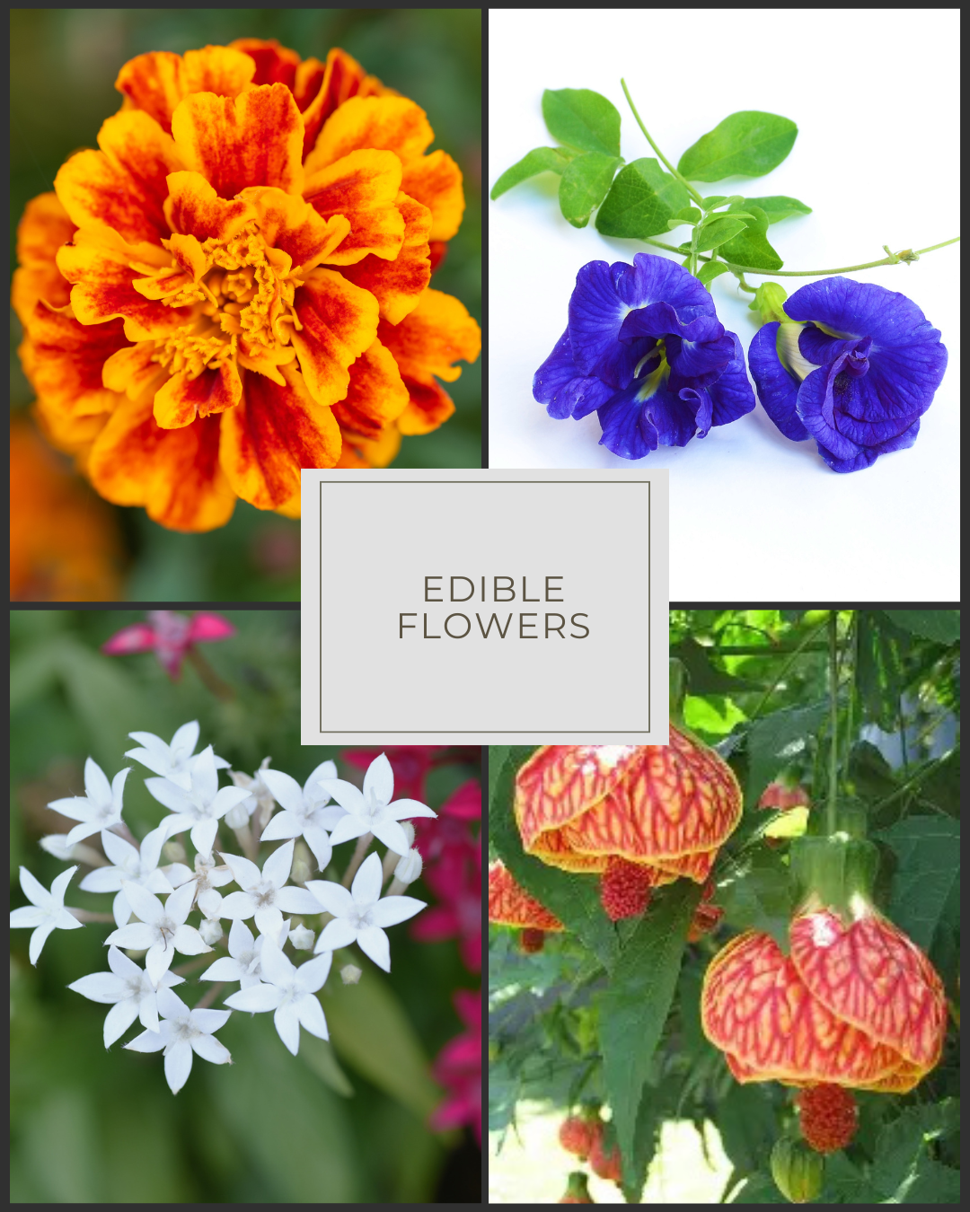 Monarca Flower Mix