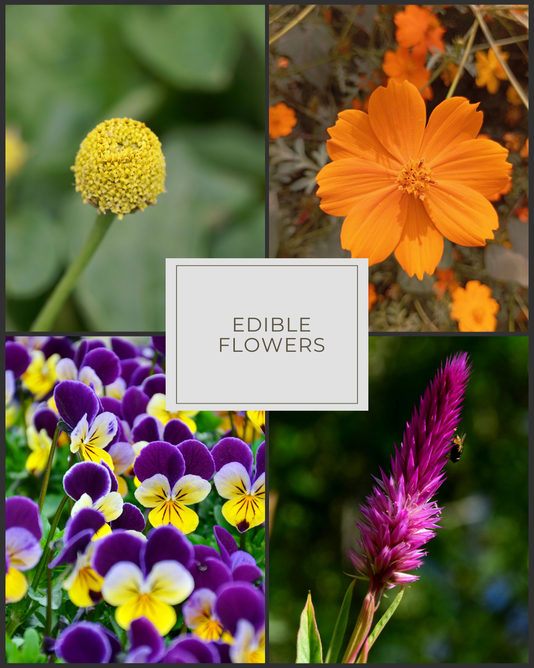 Monarca Flower Mix