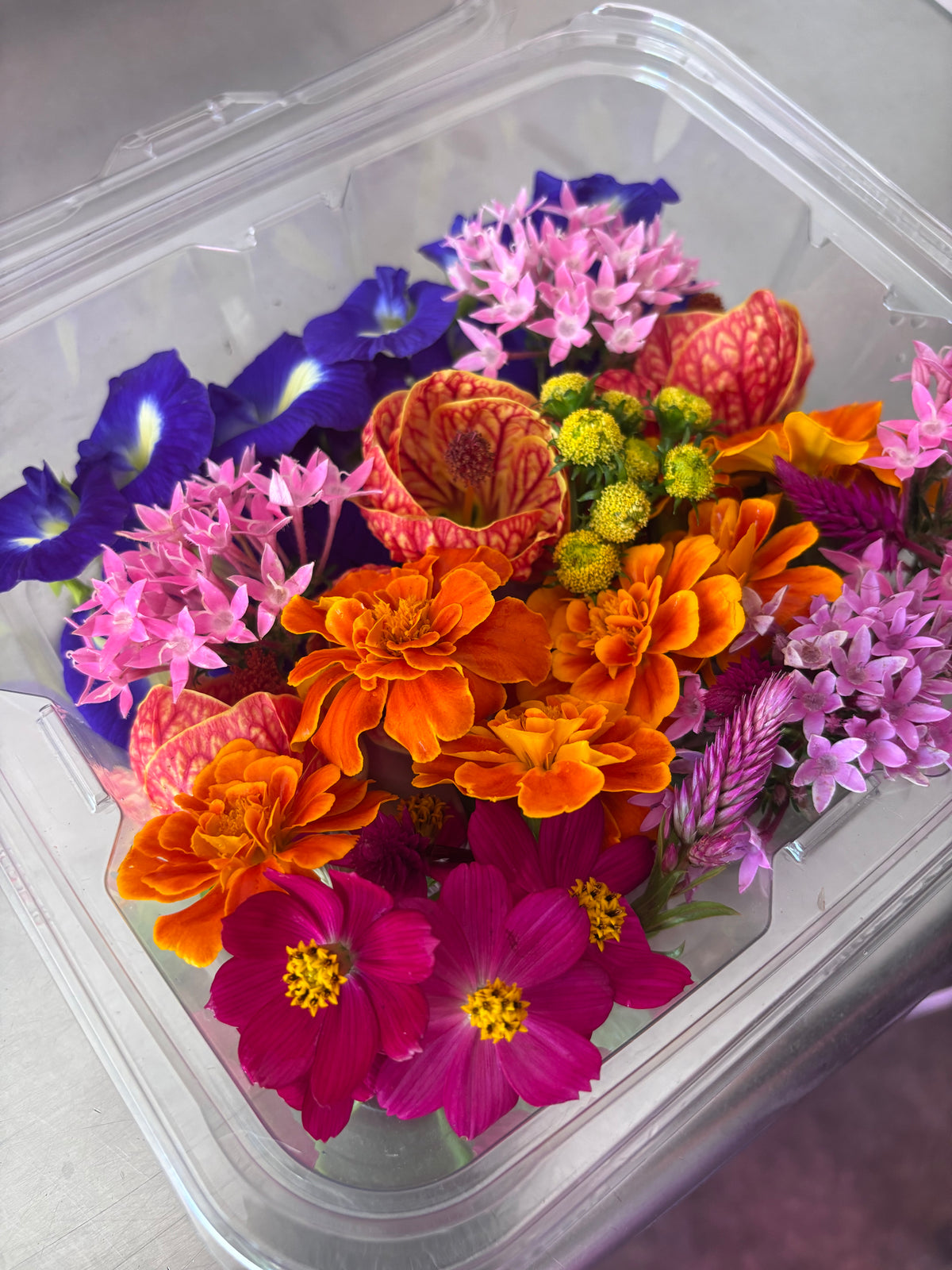 Monarca Flower Mix