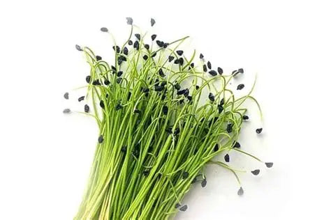 Micro Scallions