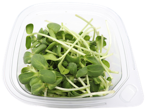 Sunflower Shoots